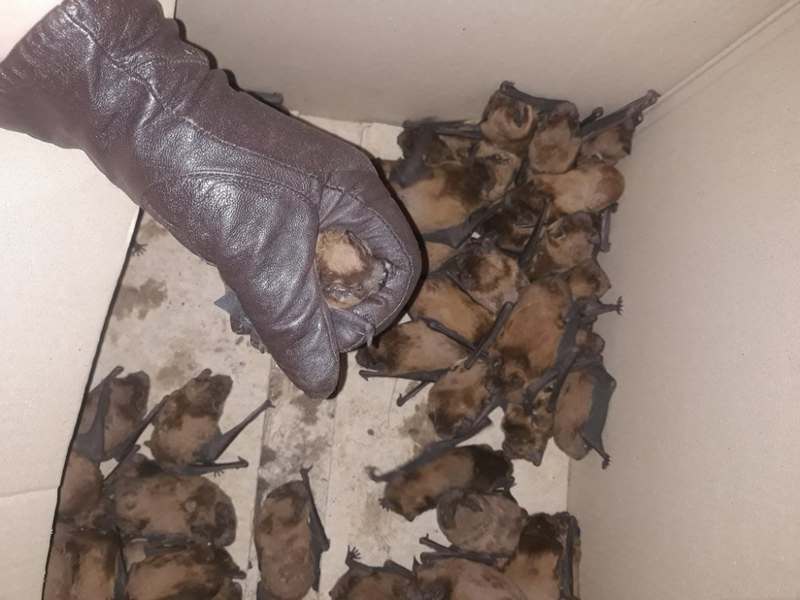 В Запорожье в мусорном баке нашли почти 700 краснокнижных летучих мышей