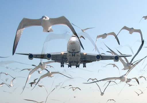 Грузовой Boeing столкнулся со стаей птиц по пути из Стамбула в Алматы (ФОТО)