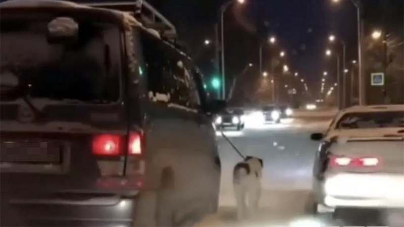 На Львовщине мужчина катался с собакой, привязанной к автомобилю