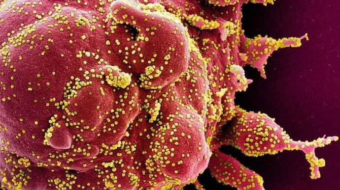 ВОЗ: «Британский» штамм коронавируса обнаружен уже в 50 странах