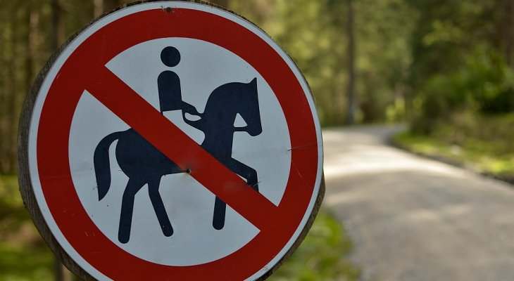 Во Львовской области рейсовый автобус насмерть сбил лошадь (ВИДЕО)