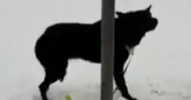 Во Львове мужчина оставил на улице собаку в лютый мороз (ВИДЕО)