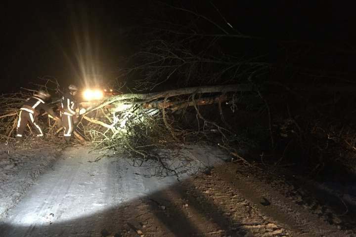 Сильный ветер повалил дерево на автодорогу Тараща - Звенигородка