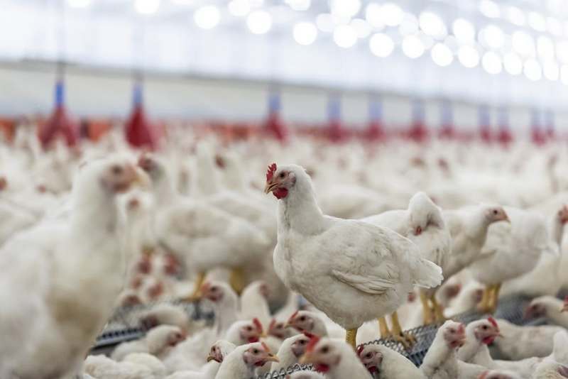 Свыше 28 млн птиц уничтожили в Южной Корее из-за птичьего гриппа