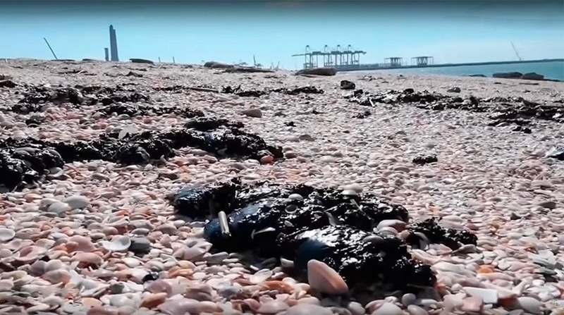 Разлив нефтепродуктов в Израиле погубил сотни морских животных