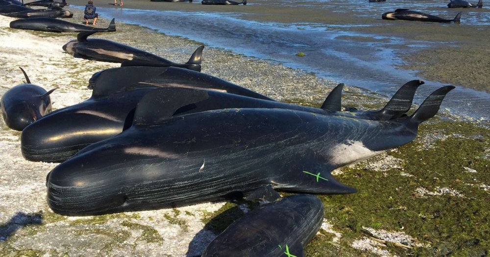 Десятки черных дельфинов выбросились на берег в Новой Зеландии