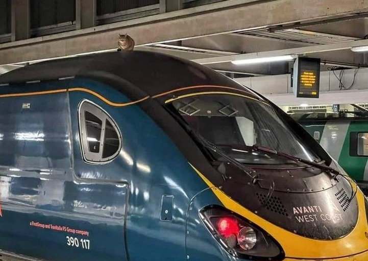 В Лондоне на 2,5 часа задержали скоростной поезд из-за кошки на крыше (ФОТО)