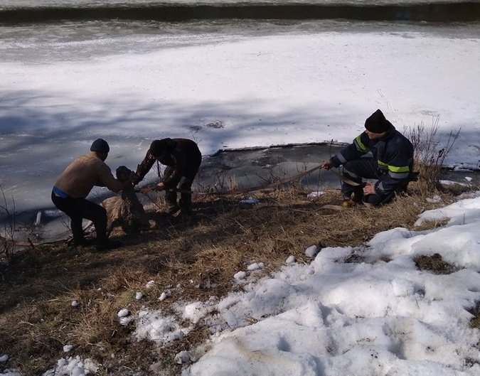 На Полтавщине селяне и спасатели достали провалившихся под лед оленят (ФОТО)