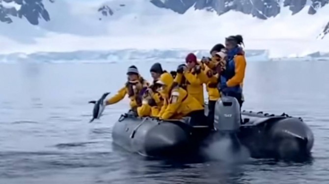 Спасаясь от косаток, хитрый пингвин запрыгнул в лодку к туристам (ВИДЕО)