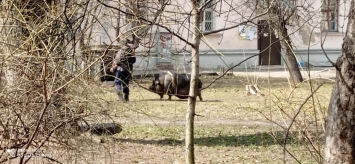 В Киеве возле многоэтажки выгуляли свинью (ВИДЕО)