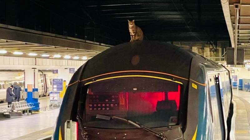 Из-за наглой кошки в Лондоне задержали поезд на два часа (ФОТО)