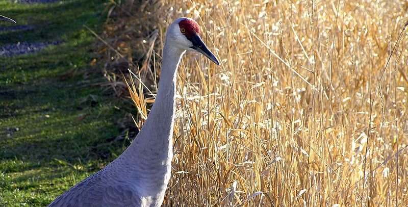 В заповеднике на Херсонщине из-за небрежности фермеров массово гибнут краснокнижные птицы