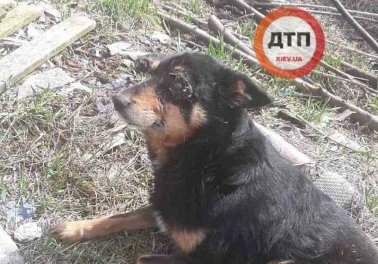 Под Киевом неизвестные устроили охоту на собак (ФОТО)