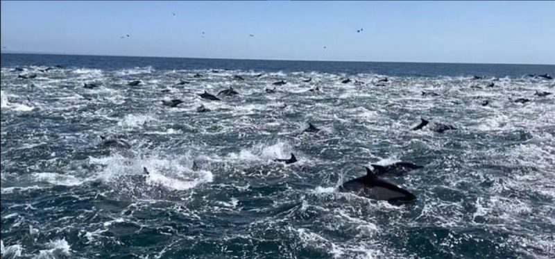В США сняли на видео стаю из тысячи дельфинов