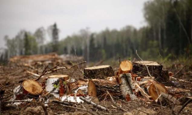 В Киевской области незаконно вырубили 8 га леса