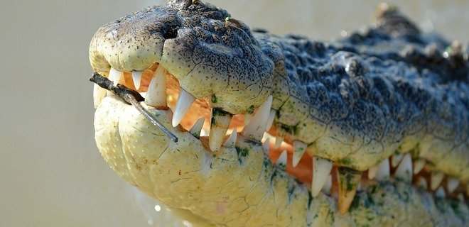 В Кирилловке на пляже туристы нашли останки крокодила (ФОТО)