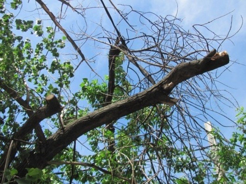 В Харькове на машину рухнуло дерево (ФОТО)