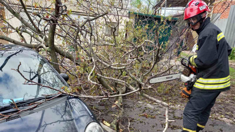 В центре Днепра на припаркованный автомобиль упало дерево