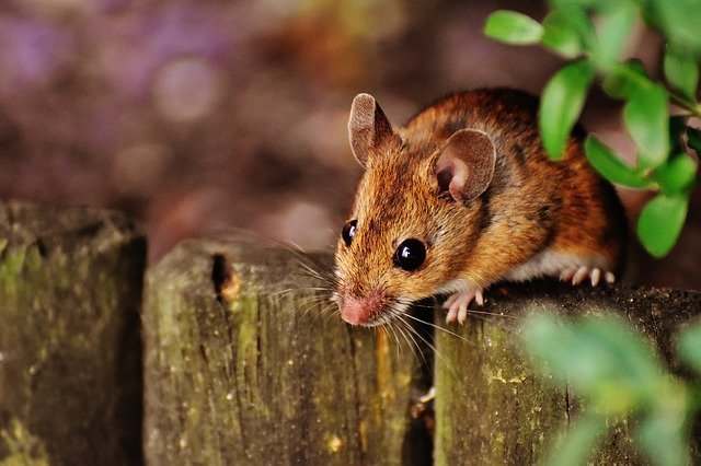 Австралию заполонили миллионы мышей-каннибалов (ВИДЕО)