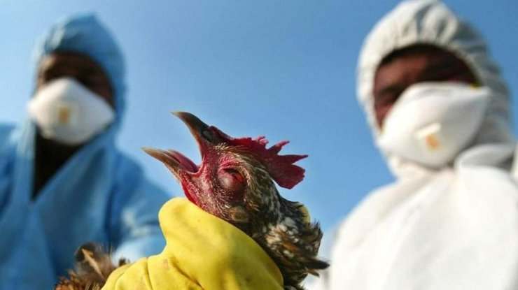 В Китае человек заразился новым штаммом птичьего гриппа