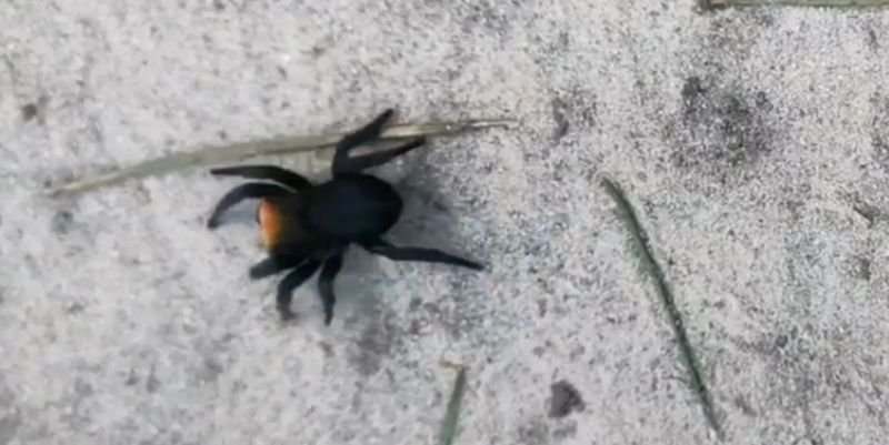 В лесу под Киевом обнаружили ядовитого паука