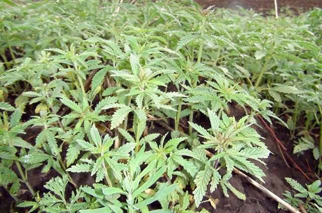 растения похожие на марихуану