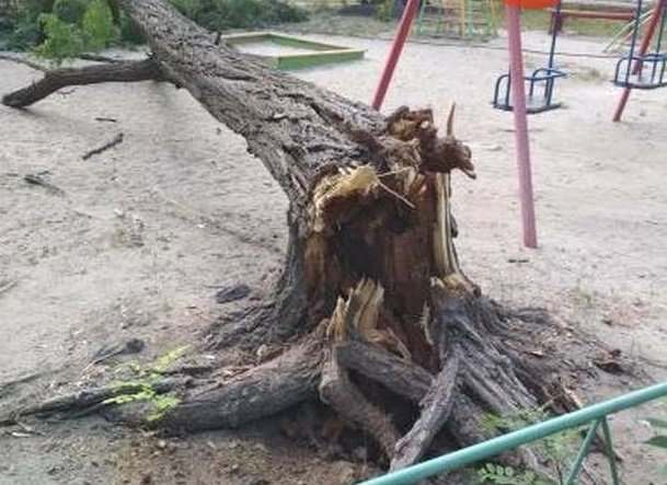 В Мелитополе дерево "легло" прямо на детскую площадку (ВИДЕО)
