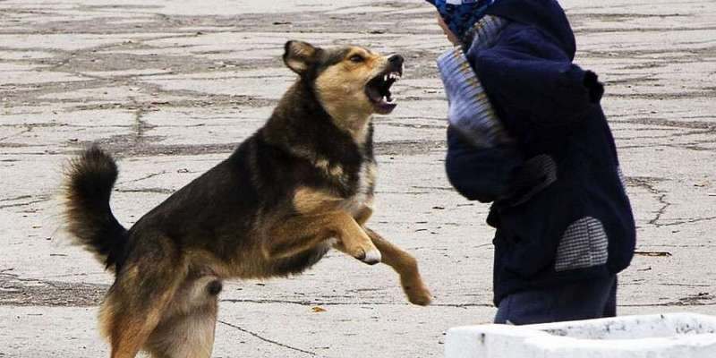 В Украине начали происходить массовые атаки собак на людей