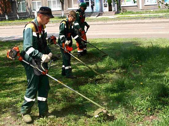 В Киеве придумали оригинальный способ убирать скошенную траву (ВИДЕО)