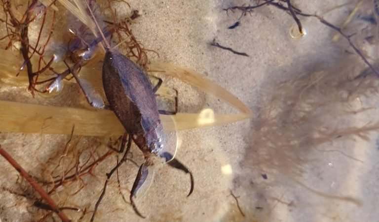 В одном из киевских озер выявили скорпионов (ФОТО)