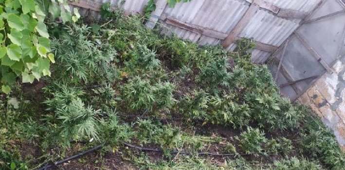 В Запорожской области полицейские обнаружили плантацию марихуаны