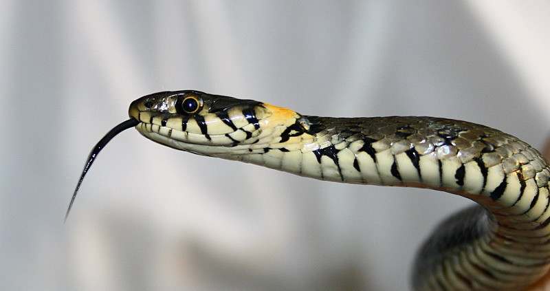 Посетителей и персонал шабской больницы напугала змея (ФОТО)