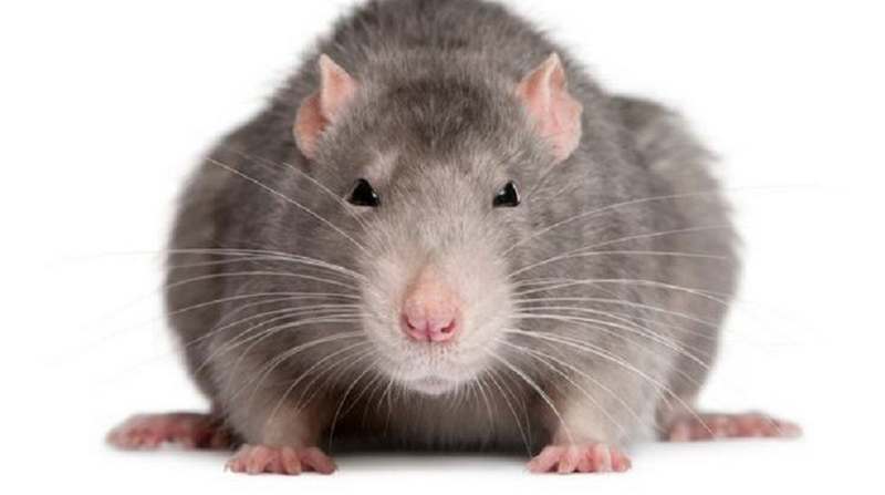 В Испании крыса сорвала заседание регионального парламента (ВИДЕО)