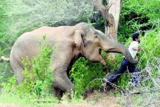 В Индии разъяренный слон затоптал человека (ВИДЕО)