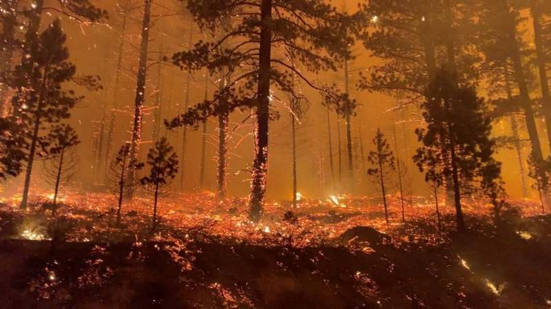Горит весь запад: США охватили масштабные лесные пожары (ФОТО)