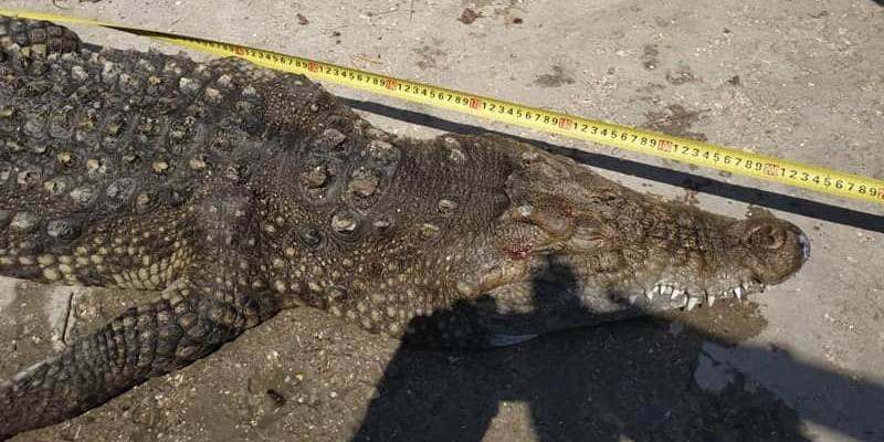 Из озера Арабатской Стрелки выловили почти двухметрового крокодила (ФОТО)