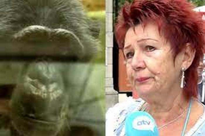 Женщине запретили посещать бельгийский зоопарк из-за ее романа с шимпанзе (ВИДЕО)