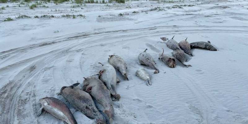 У берегов Нидерландов обнаружили десятки мертвых дельфинов