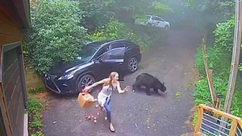 В Черногории медвежонок залез в авто, чем напугал владелицу машины (ВИДЕО)