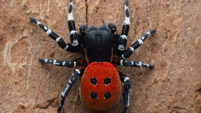 На Троещине в лесу обнаружили ядовитого тропического паука