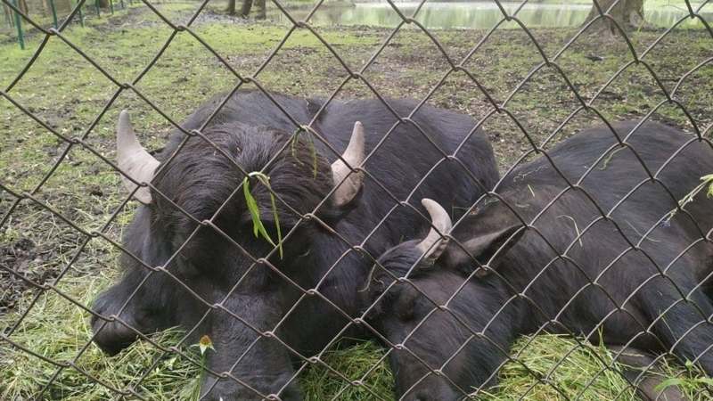 В Тернополе ночью носились сбежавшие из парка "Топильче" буйволы (ВИДЕО)
