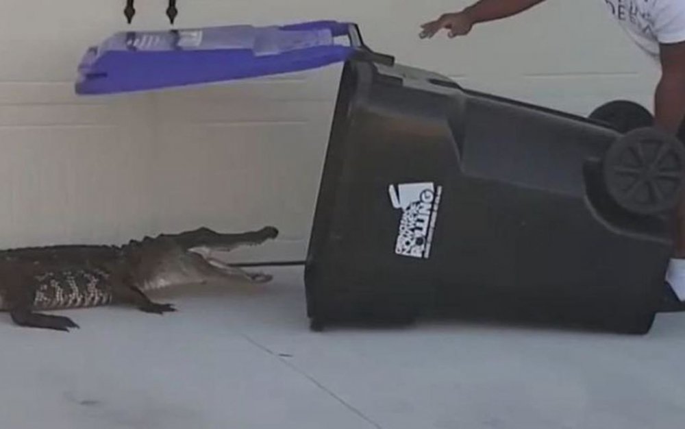 В США мужчина поймал крокодила при помощи мусорного бака (ВИДЕО)