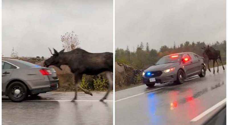 В Канаде гуляющего лося сопровождала полицейская машина с мигалками (ВИДЕО)