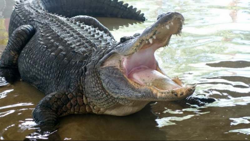 В Бразилии мужчина чудом выжил после нападения крокодила (ВИДЕО)