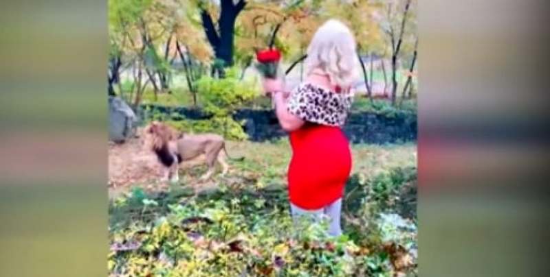В зоопарке Нью-Йорка неадекватная женщина залезла в вольер к львам (ВИДЕО)