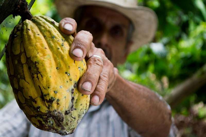 Тонну кокаина в пачках какао нашли в Колумбии (ФОТО)