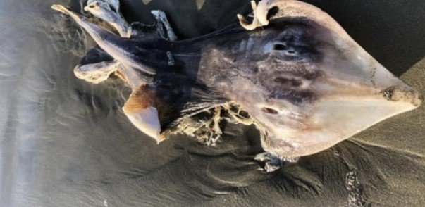 В Сан-Франциско на пляже девушка нашла тело неизвестного науке существа