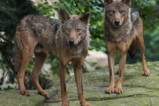 Во Франции стая волков сбежала из вольера в зоопарке