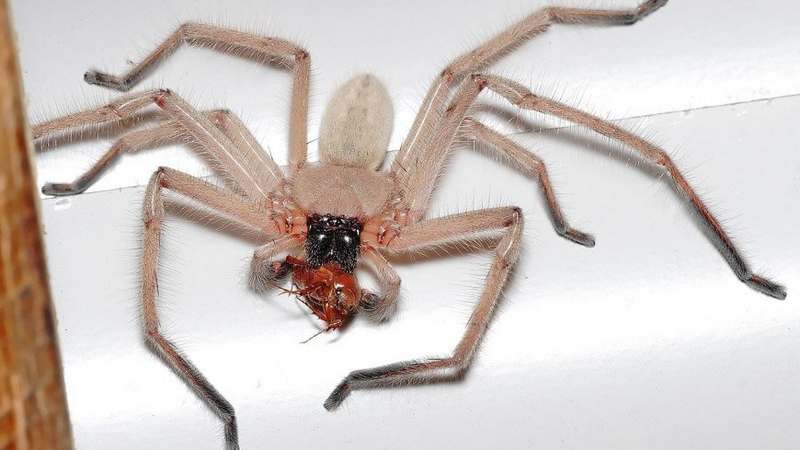 В Австралии паук залез на ногу министру здравоохранения во время пресс-конференции