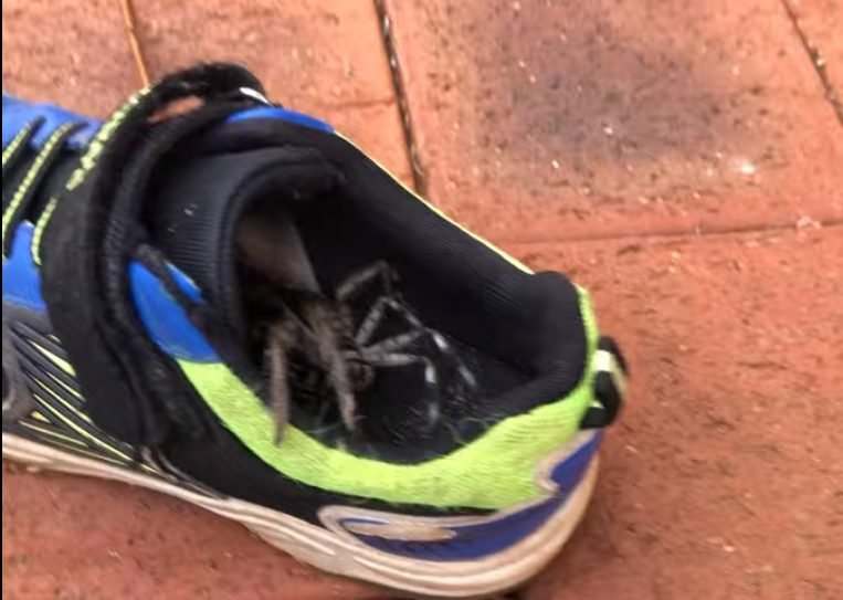В Австралии в обуви школьника поселился шестиногий паук (ВИДЕО)